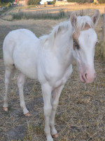 Vente de cheval : Qyra de la reserv