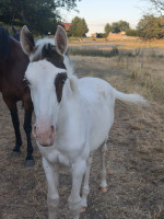 Vente de cheval : Qina� de la r�serve 