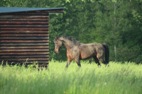 Vente de poney