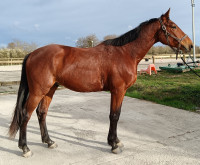 Vente de cheval : Monseigneur du mas 