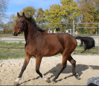 Vente de cheval : Nebraska de la Bride 