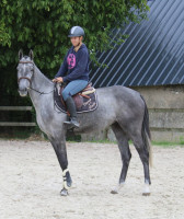 Vente de cheval : Mecano de la Bride 