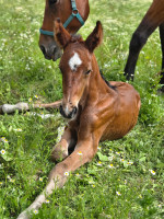 Vente de cheval : QuelleKlass KSFOREVER 
