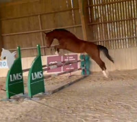 Vente de cheval : Nina vehem