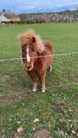 Vente de poney
