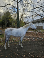 Vente de cheval : G tadermie