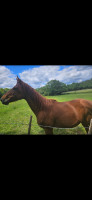 Vente de cheval : Magold