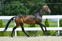 Vente de cheval : Peinar-khan