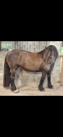 Vente de cheval : La�ka 