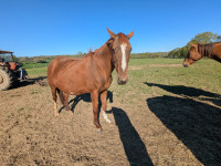 Vente de cheval : Roxanne