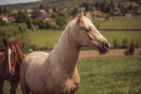 Vente de cheval : O'lympe 