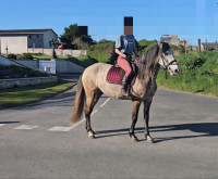 Vente de cheval : Pandora