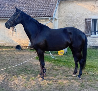 Vente de poney