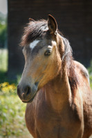 Vente de poney