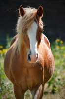 Vente de poney