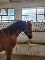 Vente de poney