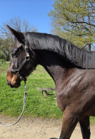 Vente de cheval : Neomari' kalypso