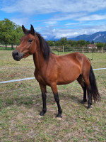 Vente de poney