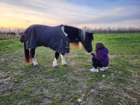 Vente de poney