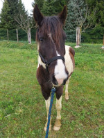 Vente de poney