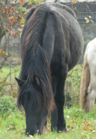 Vente de cheval : Orph�e Benelo 