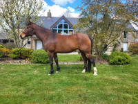 Vente de cheval : Atina du vivier 