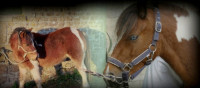 Vente de poney