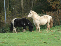Vente de poney