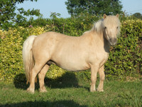 Vente de poney