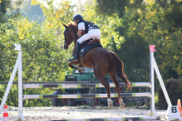 Vente de cheval : Maromo