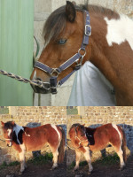 Vente de poney