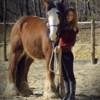 Vente de cheval : Sigvald 