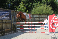 Vente de cheval : Millenium du Mas 