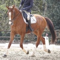 Vente de cheval : Enzario de Ber
