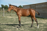Vente de cheval : P'ynk Floyd d'Hell 