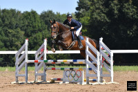 Vente de cheval : Last Kiss AA 