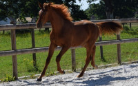 Vente de cheval : Pallas 