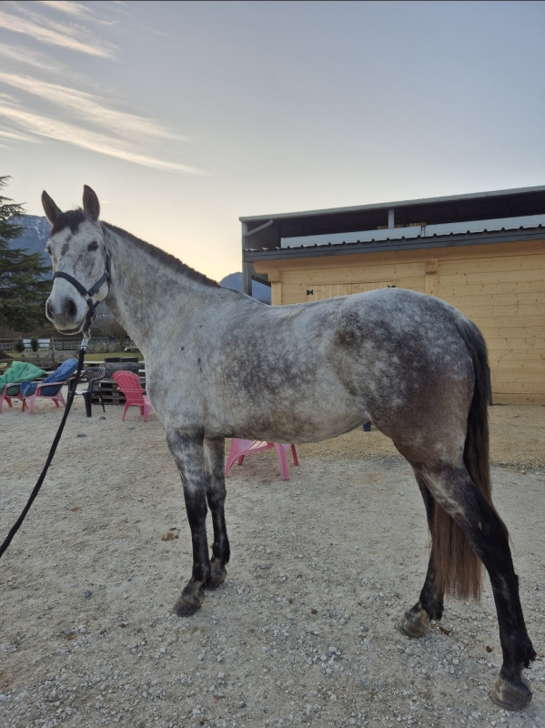 Vente de cheval : Belle jument de 2018