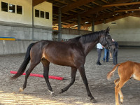 Vente de cheval : J'arrive