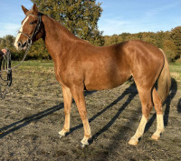 Vente de cheval : ...... 