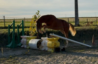 Vente de cheval : Noki Rouge