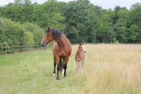 Vente de cheval : Fille de Volcane