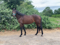 Vente de cheval : Naos
