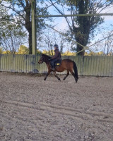 Vente de poney