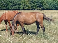 Vente de cheval : Thierry