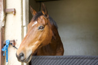 Vente de cheval : Cambridge 