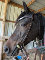 Filets, brides, bridons