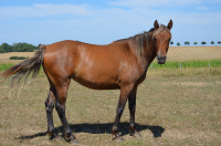 Vente de cheval : Neptune du Monnet 