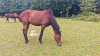 Vente de cheval : Okelestbel du lyborya 