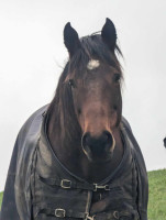 Vente de cheval : Kina�s